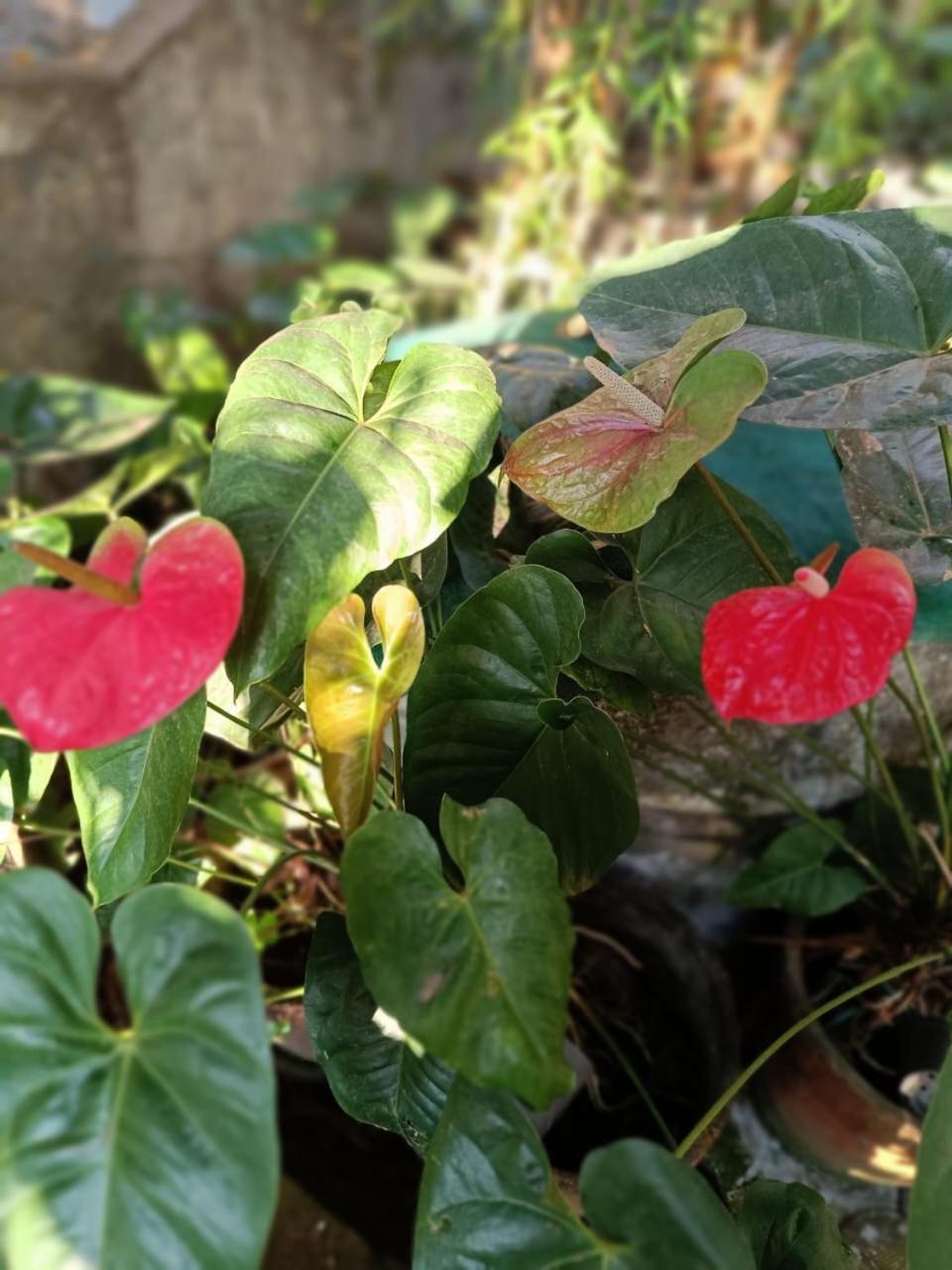 Chaithritha Ladies Homestay Thiruvananthapuram Esterno foto